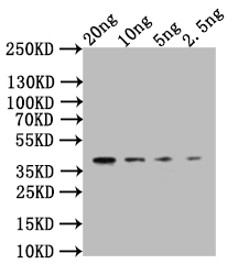 Western Blot Positive WB detected in: recombinant protein All lanes:CLB2 Antibody at 1:1000 Secondary Goat polyclonal to rabbit IgG at 1/50000 dilution Predicted band size: 34 kDa Observed band size: 34 kDa Western Blot Positive WB detected in: recombinant protein All lanes:CLB2 Antibody at 1:1000 Secondary Goat polyclonal to rabbit IgG at 1/50000 dilution Predicted band size: 34 kDa Observed band size: 34 kDa