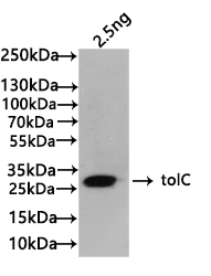 Western Blot Positive WB detected in: recombinant protein All lanes:tolC Antibody at 1:1000 Secondary Goat polyclonal to rabbit IgG at 1/50000 dilution Predicted band size: 24 kDa Observed band size: 24 kDa Western Blot Positive WB detected in: recombinant protein All lanes:tolC Antibody at 1:1000 Secondary Goat polyclonal to rabbit IgG at 1/50000 dilution Predicted band size: 24 kDa Observed band size: 24 kDa