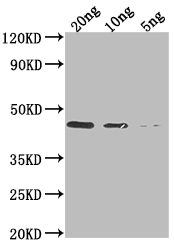 Western Blot Positive WB detected in Recombinant protein All lanes: DERP1 antibody at 1:2000 Secondary Goat polyclonal to rabbit IgG at 1/50000 dilution Predicted band size: 41 kDa Observed band size: 41 kDa Western Blot Positive WB detected in Recombinant protein All lanes: DERP1 antibody at 1:2000 Secondary Goat polyclonal to rabbit IgG at 1/50000 dilution Predicted band size: 41 kDa Observed band size: 41 kDa