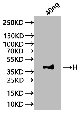 Western Blot Positive WB detected in: recombinant protein All lanes:H Antibody at 1:1000 Secondary Goat polyclonal to rabbit IgG at 1/20000 dilution Predicted band size: 39.4 kDa Observed band size: 42 kDa