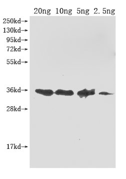 Blood plasma levels of the marker molecules, bovine IgG (BIgG, A