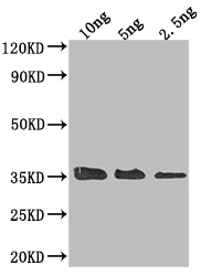 Western Blot Positive WB detected in Recombinant protein All lanes: ORF3 antibody at 1:2000 Secondary Goat polyclonal to rabbit IgG at 1/50000 dilution Predicted band size: 42 kDa Observed band size: 35 kDa