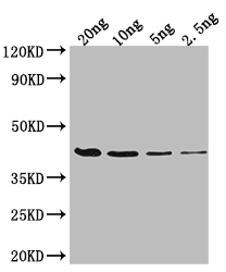 Western Blot Positive WB detected in Recombinant protein All lanes: FIS antibody at 1:2000 Secondary Goat polyclonal to rabbit IgG at 1/50000 dilution Predicted band size: 37.9 kDa Observed band size: 38 kDa