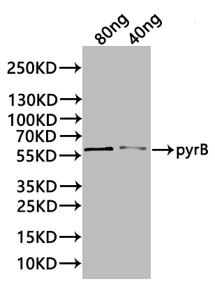 Western Blot Positive WB detected in: recombinant protein All lanes:pyrB Antibody at 1:1000 Secondary Goat polyclonal to rabbit IgG at 1/20000 dilution Predicted band size: 58 kDa Observed band size: 58 kDa