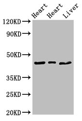 Western Blot Positive WB detected in: Rat heart tissue, Mouse heart tissue, Mouse liver tissue All lanes: ECI2 antibody at 2.7ug/ml Secondary Goat polyclonal to rabbit IgG at 1/50000 dilution Predicted band size: 44, 40 kDa Observed band size: 44 kDa