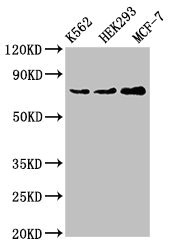 Western Blot Positive WB detected in: K562 whole cell lysate, HEK293 whole cell lysate, MCF-7 whole cell lysate All lanes: RALBP1 antibody at 4ug/ml Secondary Goat polyclonal to rabbit IgG at 1/50000 dilution Predicted band size: 77 kDa Observed band size: 77 kDa