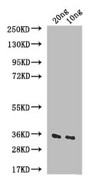Western Blot Positive WB detected in: recombinant protein All lanes: IAA6 Antibody at 1:1000 Secondary Goat polyclonal to rabbit IgG at 1/50000 dilution Predicted band size: 36 kDa Observed band size: 36 kDa Western Blot Positive WB detected in: recombinant protein All lanes: IAA6 Antibody at 1:1000 Secondary Goat polyclonal to rabbit IgG at 1/50000 dilution Predicted band size: 36 kDa Observed band size: 36 kDa