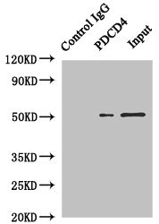 Immunoprecipitating PDCD4 in Hela whole cell lysate Lane 1: Rabbit control IgG instead of (1ug) instead of CSB-PA703610DSR1HU in Hela whole cell lysate. For western blotting, a HRP-conjugated anti-rabbit IgG, specific to the non-reduced form of IgG was used as the Secondary antibody (1/50000) Lane 2: CSB-PA703610DSR1HU (4ug) + Hela whole cell lysate (500ug) Lane 3: Hela whole cell lysate (20ug)