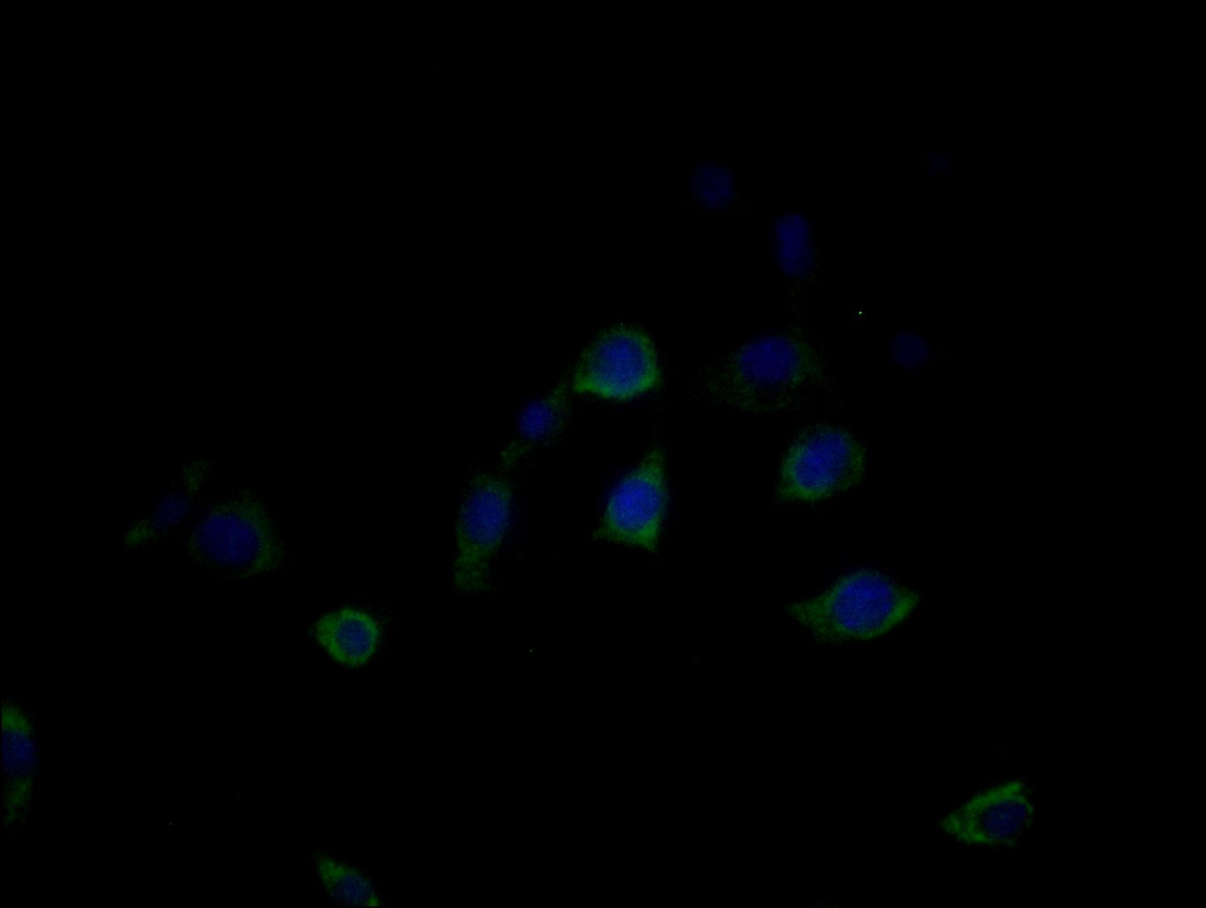 Immunofluorescence staining of MCF-7 cells with CSB-PA704858ESR1HU at 1:25, counter-stained with DAPI. The cells were fixed in 4% formaldehyde, permeabilized using 0.2% Triton X-100 and blocked in 10% normal Goat Serum. The cells were then incubated with the antibody overnight at 4°C. The secondary antibody was Alexa Fluor 488-congugated AffiniPure Goat Anti-Rabbit IgG(H+L).