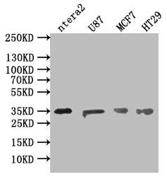 Western Blot Positive WB detected in: NTERA-2 whole cell lysate, U87 whole cell lysate, MCF7 whole cell lysate, HT29 whole cell lysate All lanes: MEST antibody at 1:500 Secondary Goat polyclonal to rabbit IgG at 1/50000 dilution Predicted band size: 39, 38, 34 kDa Observed band size: 35 kDa
