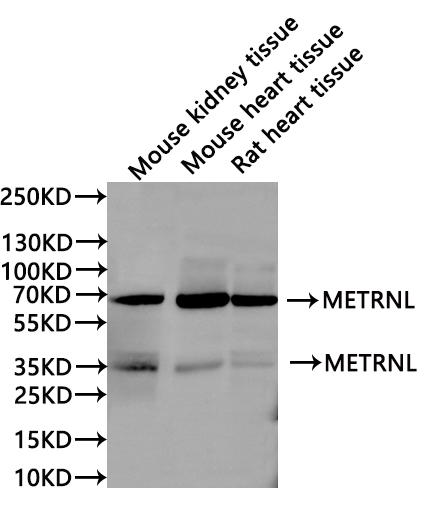 CSB-PA731035LA01HU