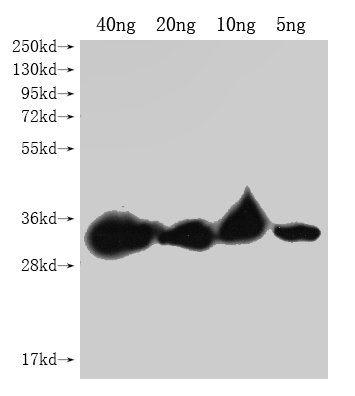 Western Blot Positive WB detected in Recombinant protein All lanes: PLET1 antibody at 1:2000 Secondary Goat polyclonal to rabbit IgG at 1/50000 dilution Predicted band size: 24.4 kDa Observed band size: 28 kDa