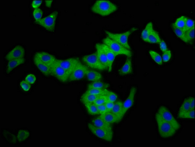 Immunofluorescence(IF) - CSMD3 Antibody