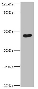 Western Blotting(WB) - EGLN1 Antibody