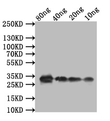 Western Blot Positive WB detected in: recombinant protein All lanes:TCP21 Antibody at 1:1000 Secondary Goat polyclonal to rabbit IgG at 1/50000 dilution Predicted band size: 28.8 kDa Observed band size: 33 kDa