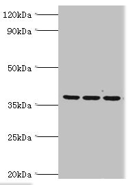 Western blot All lanes: 39S ribosomal protein L1, mitochondrial antibody at 2ug/ml Lane 1: Hela whole cell lysate Lane 2: K562 whole cell lysate Lane 3: HepG2 whole cell lysate Secondary Goat polyclonal to rabbit IgG at 1/10000 dilution Predicted band size: 39 kDa Observed band size: 39 kDa