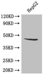 Western Blot Positive WB detected in: HepG2 whole cell lysate All lanes: SIRT3 antibody at 0.5ug/ml Secondary Goat polyclonal to rabbit IgG at 1/50000 dilution Predicted band size: 44, 29 kDa Observed band size: 44 kDa