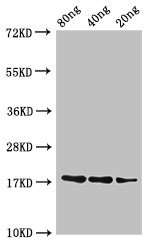 Western Blot Positive WB detected in Recombinant protein All lanes: B1 antibody at 3ug/ml Secondary Goat polyclonal to rabbit IgG at 1/50000 dilution predicted band size: 18 kDa observed band size: 18 kDa