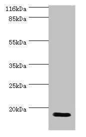 Western blot All lanes: JPT1 antibody at 2microg/ml + Rat gonad tissue Secondary Goat polyclonal to rabbit IgG at 1/10000 dilution Predicted band size: 17, 20, 12 kDa Observed band size: 17 kDa