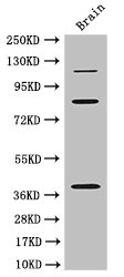 Western Blot Positive WB detected in: Mouse brain tissue All lanes: PDZRN3 antibody at 3ug/ml Secondary Goat polyclonal to rabbit IgG at 1/50000 dilution Predicted band size: 120, 39, 81 kDa Observed band size: 120, 81, 39 kDa