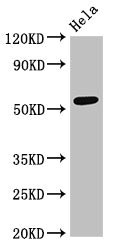 Western Blotting(WB) - PTBP2 Antibody