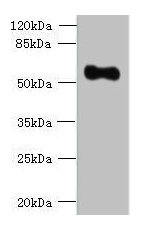CSB-PA897460LA01HU