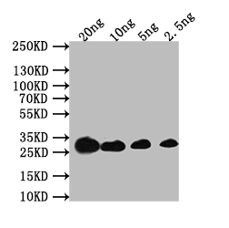 CSB-PA907190XA01CMC WB