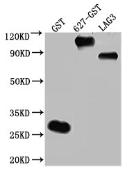 Western Blot Positive WB detected in: 50ng Recombinant protein with GST tag from E.coli All lanes: GST antibody at 1:2000 Secondary Goat polyclonal to mouse IgG at 1/50000 dilution Predicted band size: 26, 102.9, 75.6 KDa Observed band size: 26, 103, 76 KDa Exposure time: 5min
