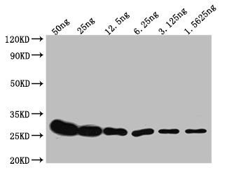 Western Blot Positive WB detected in: Recombinant protein with GST tag from E.coli at 50ng, 25ng, 12.5ng, 6.25ng, 3.125ng, 1.5625ng All lanes: GST antibody at 1:10000 Secondary Goat polyclonal to mouse IgG at 1/50000 dilution Predicted band size: 26 KDa Observed band size: 26 KDa Exposure time: 5min