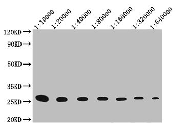 Western Blot Positive WB detected in: 25ng recombinant protein with GST tag from E.coli GST antibody at 1:10000, 1:20000, 1:40000, 1:80000, 1:160000, 1:320000, 1:640000 Secondary Goat polyclonal to mouse IgG at 1/50000 dilution Predicted band size: 26 KDa Observed band size: 26 KDa Exposure time: 5min