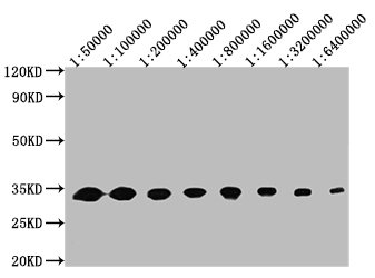 Western Blot Positive WB detected in: 50ng recombinant protein All lanes: GFP antibody at 1:50000, 1:100000, 1:200000, 1:400000, 1:800000, 1:1600000, 1:3200000, 1:6400000 Secondary Goat polyclonal to mouse IgG at 1/50000 dilution Predicted band size: 32 KDa Observed band size: 32 KDa Exposure time : 5min
