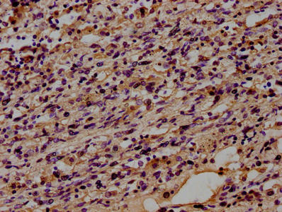 IHC application of CD14 Monoclonal Antibody