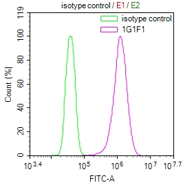 Overlay Peak curve showing Hela cells stained with CSB-MA009982A0m (red line) at 1:100. The cells were incubated in 10% normal goat serum to block non-specific protein-protein interactions followed by the antibody (1microg/1*106cells) for 1h at 4°C. The secondary antibody used was FITC-conjugated Goat Anti-Mouse IgG(H+L) at 1/100 dilution for 30min at 4°C. Isotype control antibody (green line) was mouse IgG1 (1microg/1*106cells) used under the same conditions. Acquisition of >10,000 events was performed.