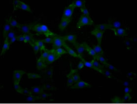 anti-Homo sapiens (Human) NFE2L2 Monoclonal Antibody raised in