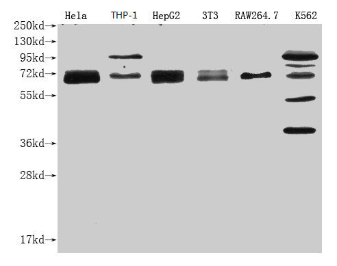 anti-Homo sapiens (Human) NFE2L2 Monoclonal Antibody raised in