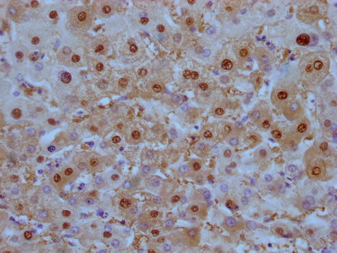 CSB-MA908650-IHC-1