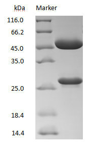 DXD antibody on SDS-PAGE under reducing (R) condition