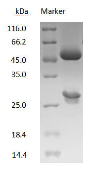DXD antibody on SDS-PAGE under reducing (R) condition