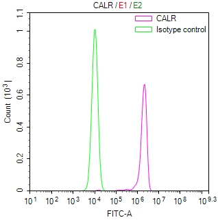 CALR Recombinant Monoclonal Antibody - image 4