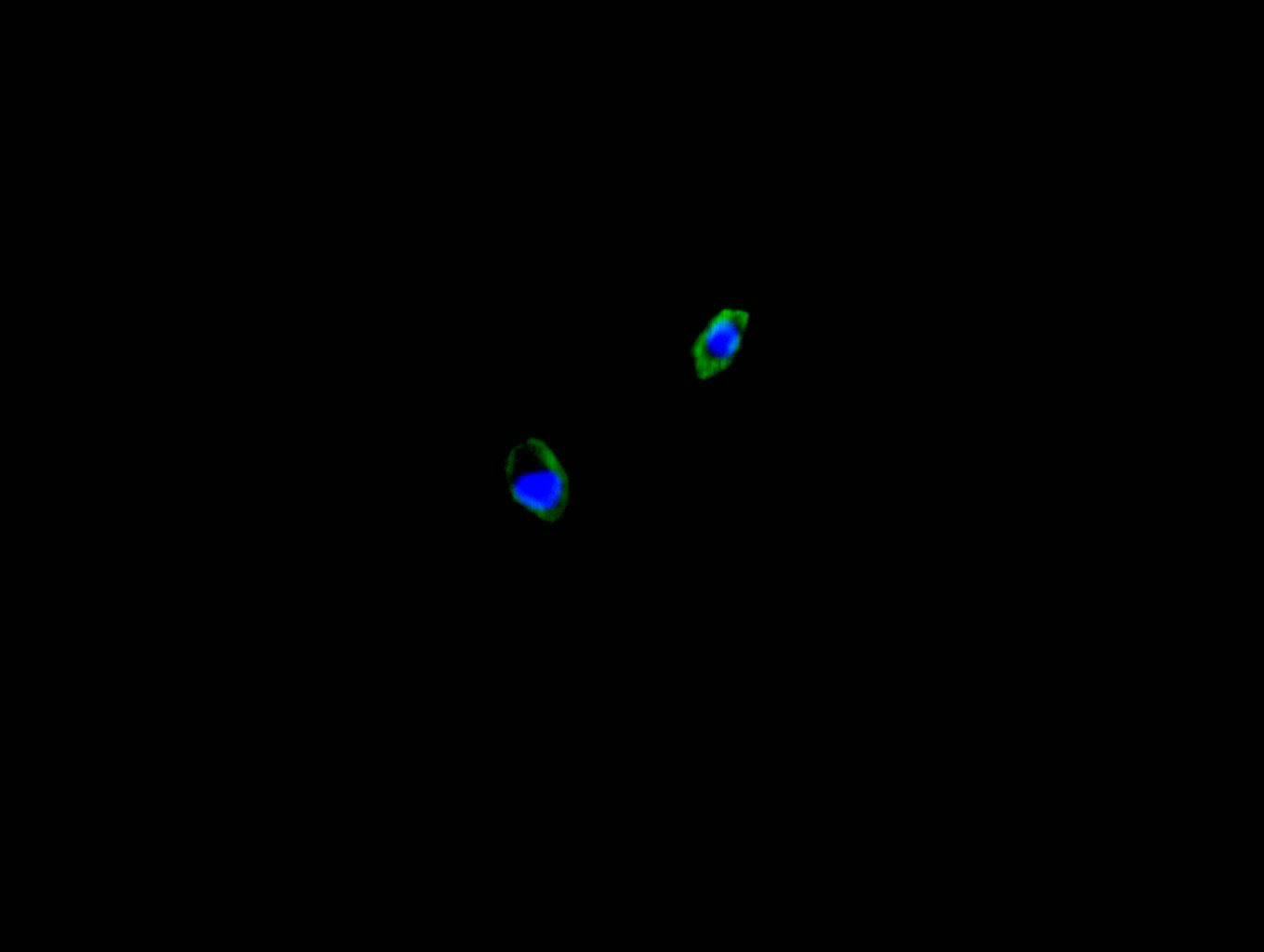 CALR Recombinant Monoclonal Antibody - image 3
