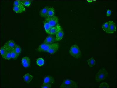 Immunofluorescence staining of HepG2 cells with CSB-RA004848A0HU at 1:33, counter-stained with DAPI. The cells were fixed in 4% formaldehyde, permeabilized using 0.2% Triton X-100 and blocked in 10% normal Goat Serum. The cells were then incubated with the antibody overnight at 4°C. The secondary antibody was Alexa Fluor 488-congugated AffiniPure Goat Anti-Rabbit IgG (H+L).