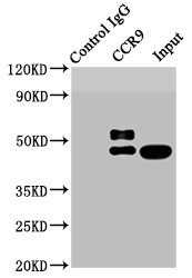 Immunoprecipitating CCR9 in HL-60 whole cell lysate Lane 1: Rabbit control IgG instead of CSB-RA004848A0HU in HL-60 whole cell lysate. For western blotting,a HRP-conjugated Protein G antibody was used as the secondary antibody (1/2000) Lane 2: CSB-RA004848A0HU (3microg) + HL-60 whole cell lysate (500microg) Lane 3: HL-60 whole cell lysate (20microg)