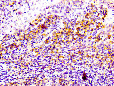 CSB-RA004960A0HU IHC-1