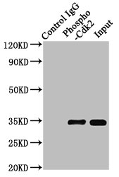 CSB-RA005061A15phHU-IP