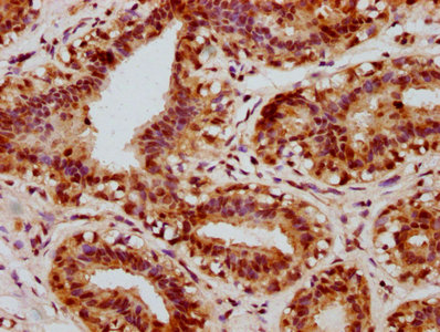 Phospho-CREB1 (S133) Recombinant Monoclonal Antibody - image 2