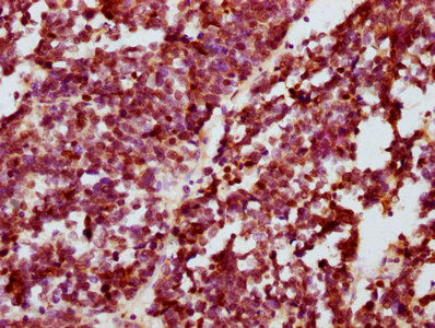 Phospho-CREB1 (S133) Recombinant Monoclonal Antibody - image 3