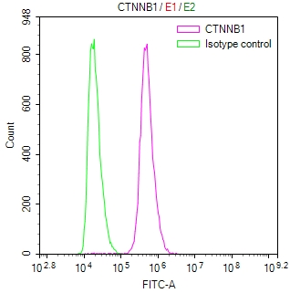 CTNNB1 Recombinant Monoclonal Antibody - image 5