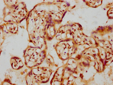 IHC image of CSB-RA009356A0HU diluted at 1:107.5 and staining in paraffin-embedded human placenta tissue performed on a Leica BondTM system. After dewaxing and hydration, antigen retrieval was mediated by high pressure in a citrate buffer (pH 6.0). Section was blocked with 10% normal goat serum 30min at RT. Then primary antibody (1% BSA) was incubated at 4°C overnight. The primary is detected by a biotinylated secondary antibody and visualized using an HRP conjugated SP system.