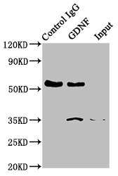 Immunoprecipitating GDNF in Hela whole cell lysate Lane 1: Rabbit control IgG instead of CSB-RA009356A0HU in Hela whole cell lysate. For western blotting, a HRP-conjugated Protein G antibody was used as the secondary antibody (1/2000) Lane 2: CSB-RA009356A0HU (3microg) + Hela whole cell lysate (500microg) Lane 3: Hela whole cell lysate (20microg)
