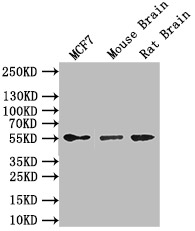 CSB-RA009369MA1HU WB